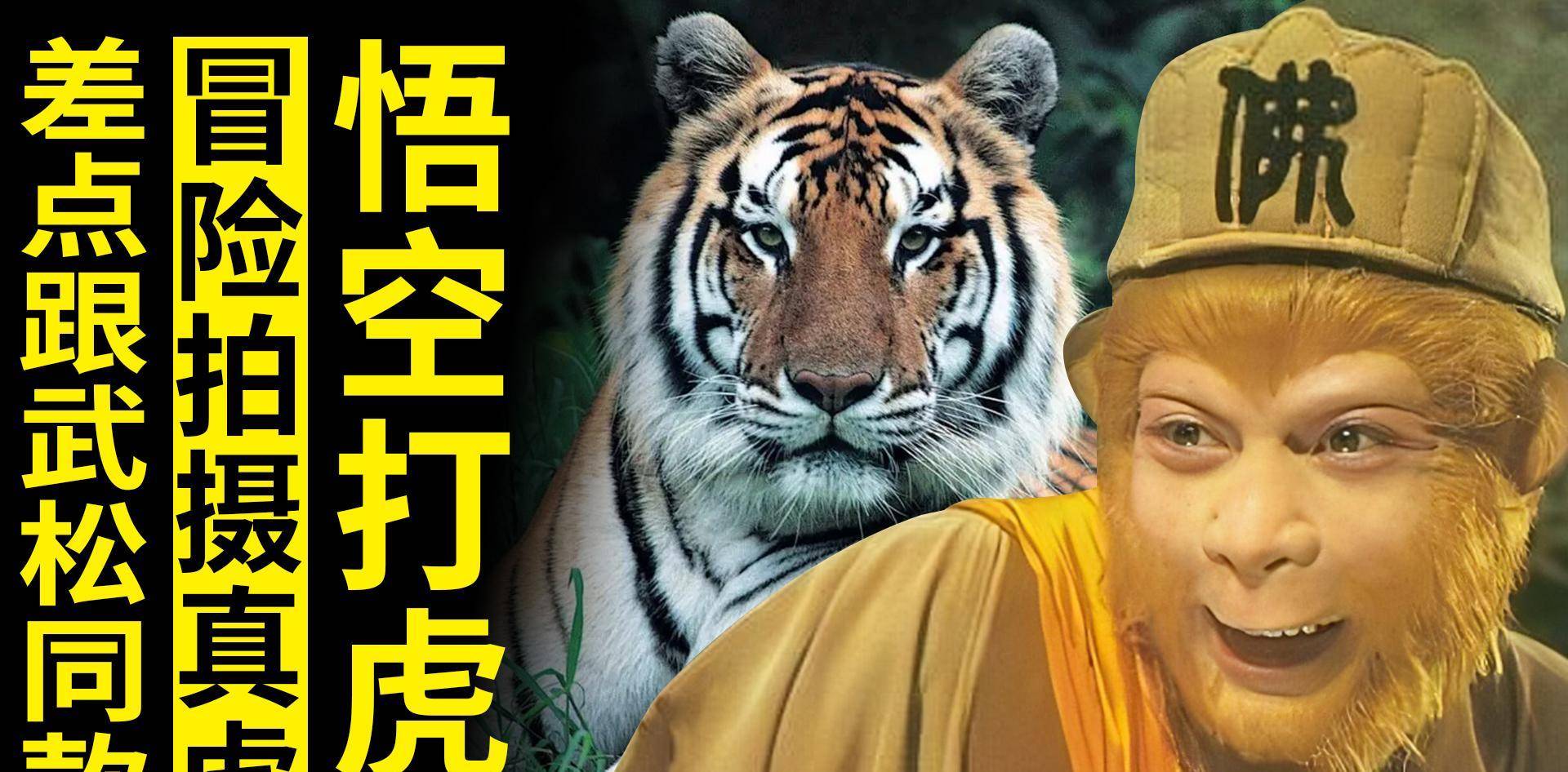 苹果和老虎的英文翻译版:《西游记》里的老虎是摄像师冒险真实拍的，差点是武松打过的那只