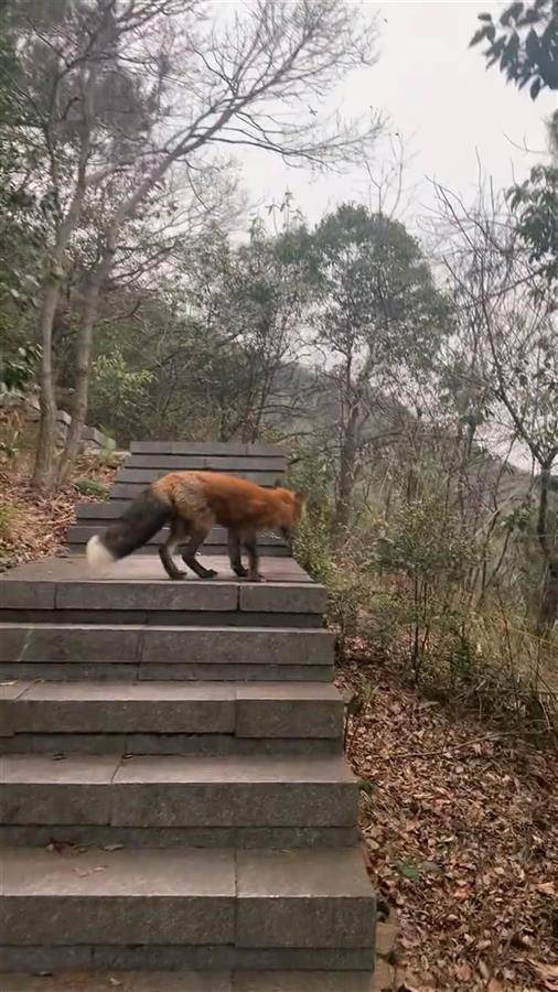 砍树大作战单机版下载苹果:多位杭州市民爬山偶遇赤狐，官方：它已适应野外，勿过多干扰