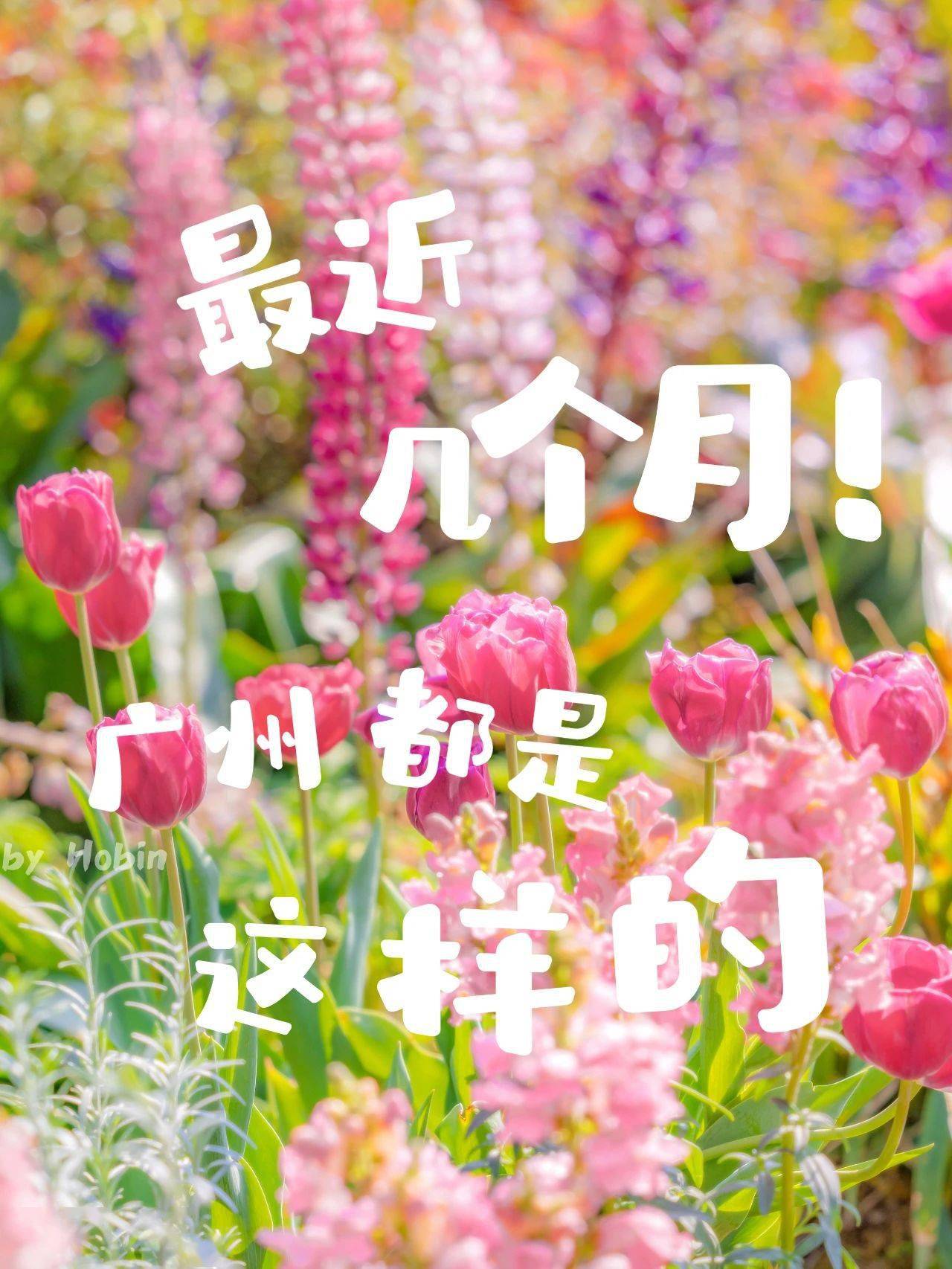 虞美人游戏苹果版:服了！广州的花海根本看不完！