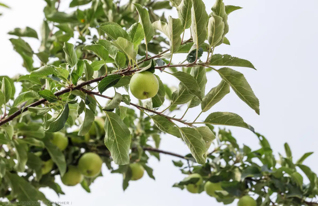 韩版苹果的特性苹果韩版跟国行有什么区别